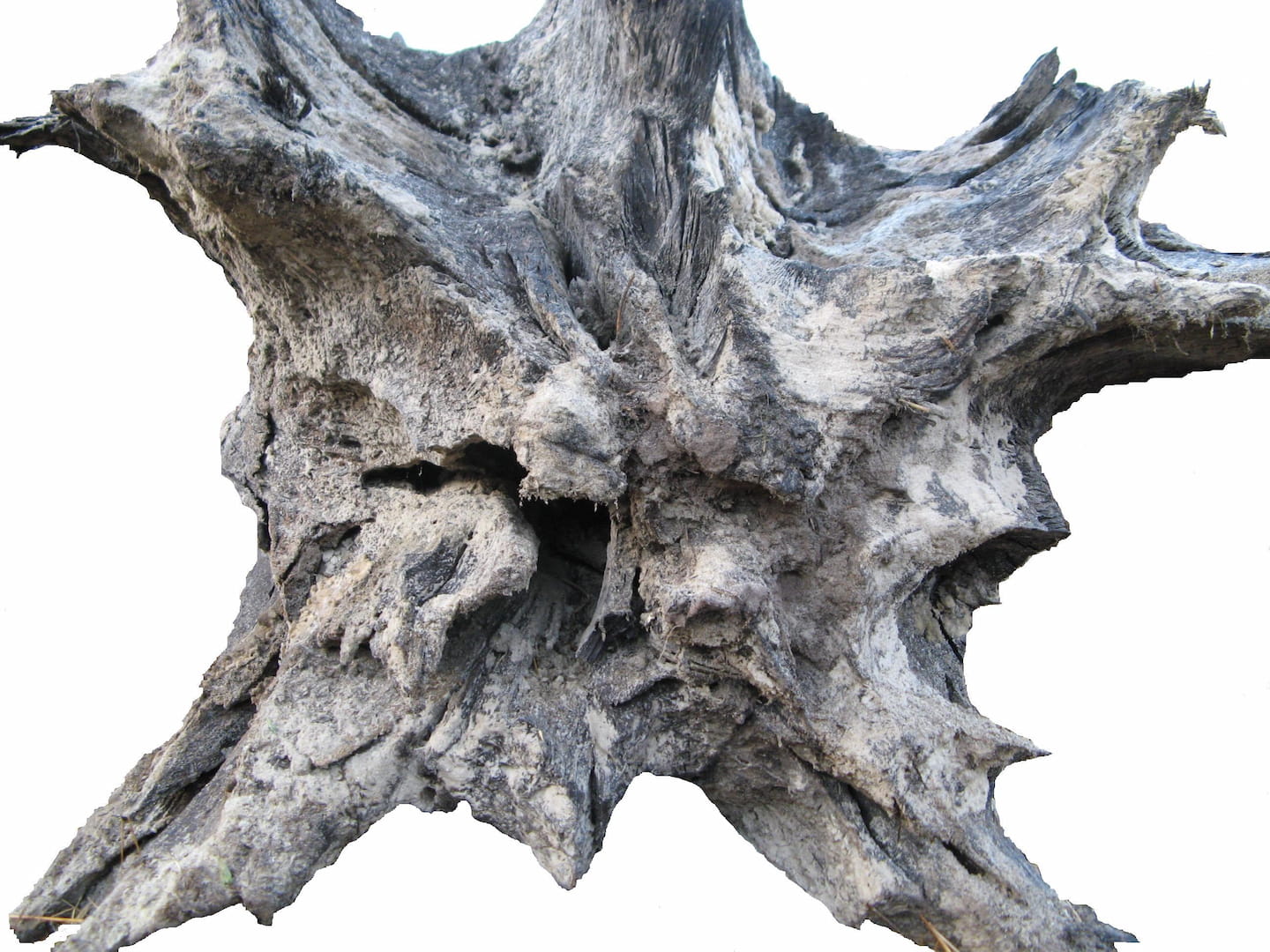 About bog oak